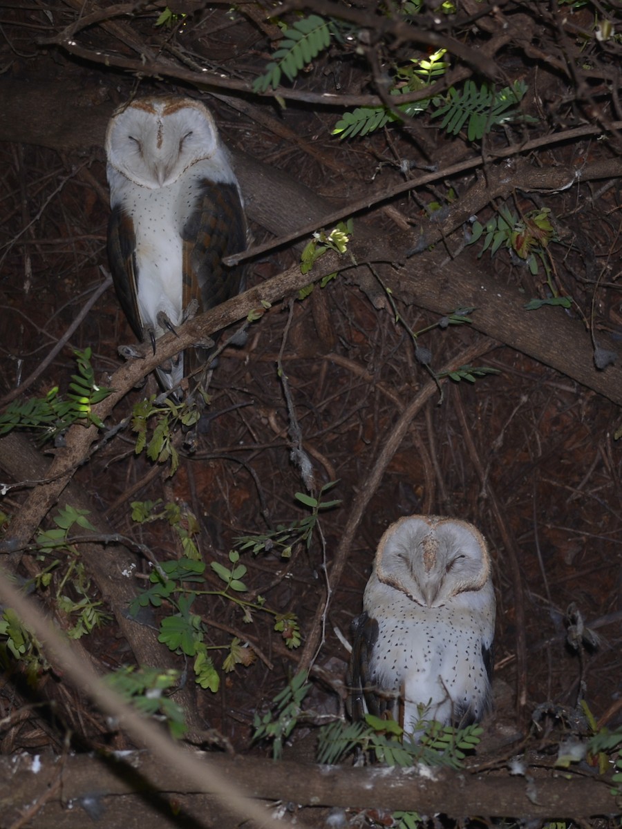 Barn Owl (African) - ML38504901