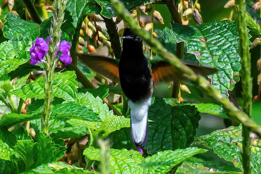 Black-bellied Hummingbird - ML385049111