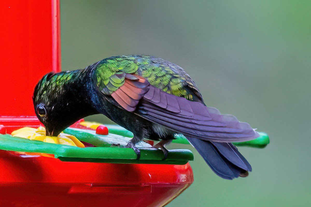 Black-bellied Hummingbird - ML385049141