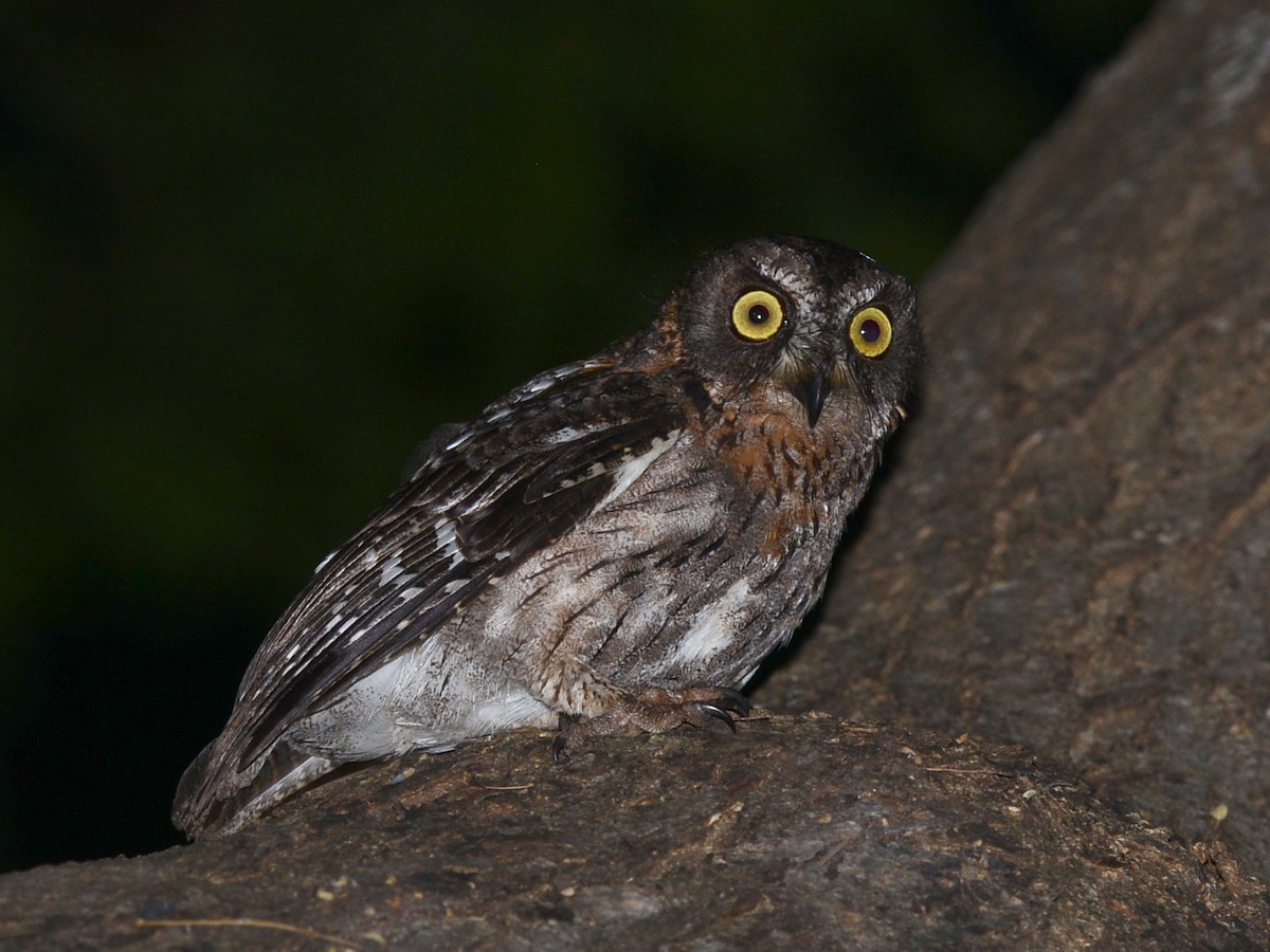 Madagascar Scops-Owl (Torotoroka) - ML38504921