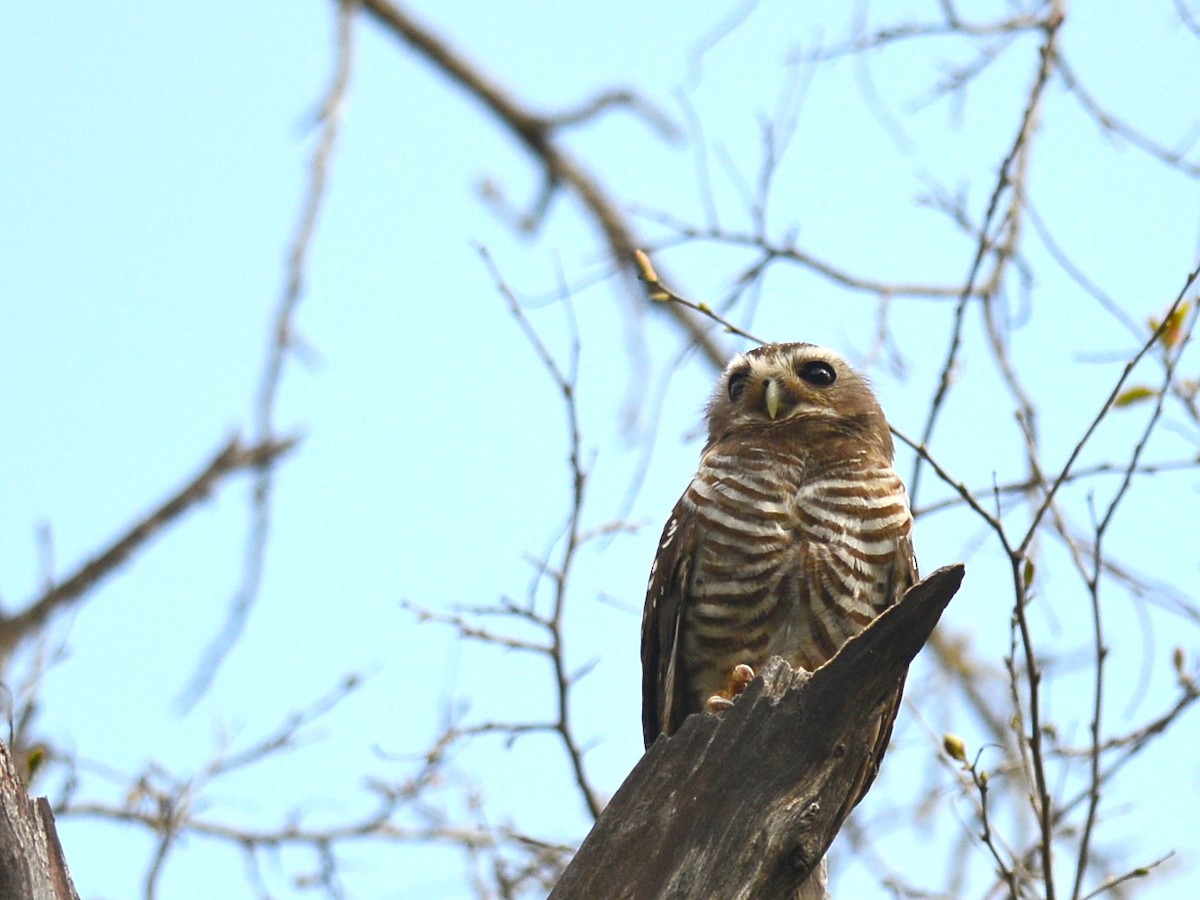 White-browed Owl - ML38504931