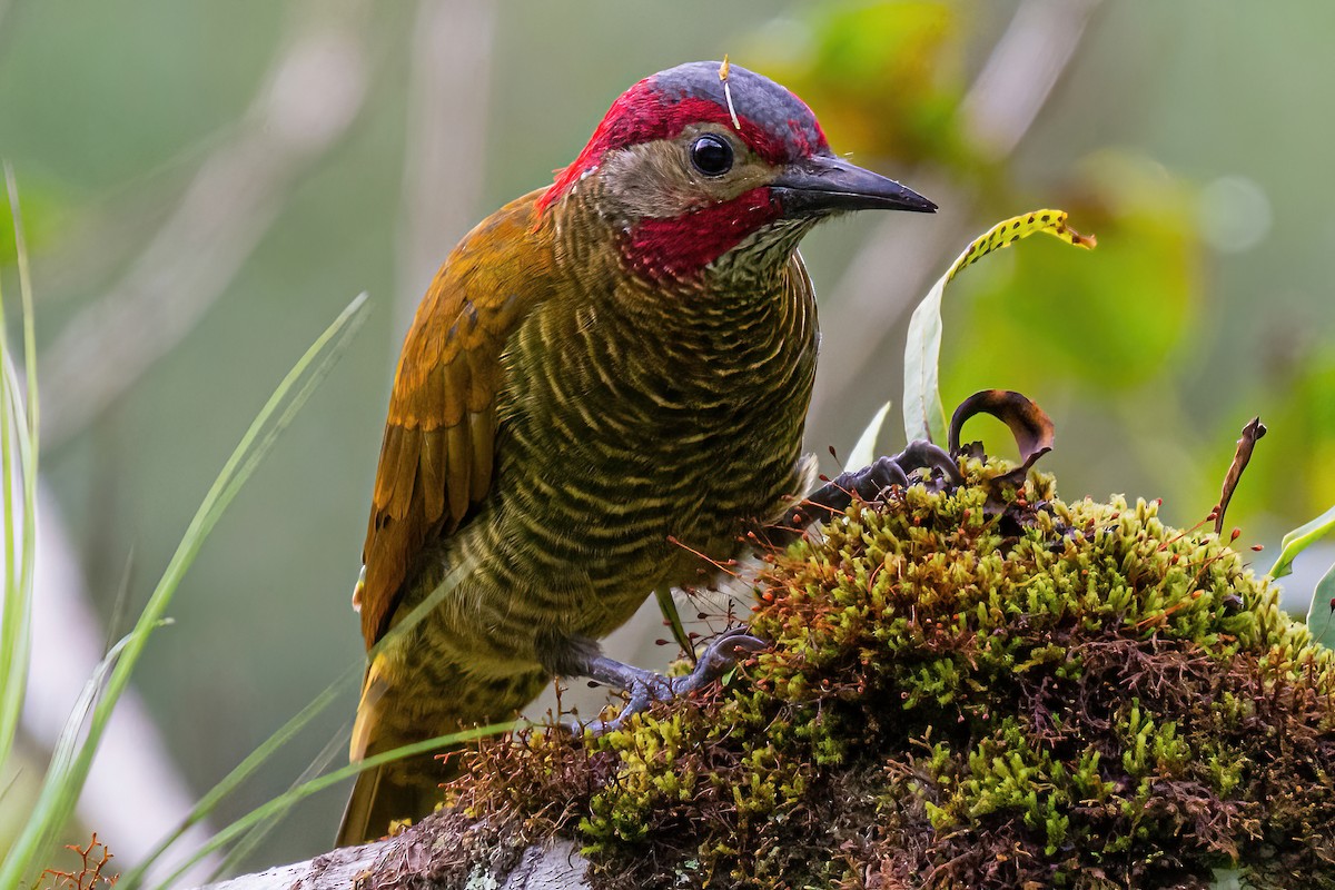 Golden-olive Woodpecker - Kurt Gaskill