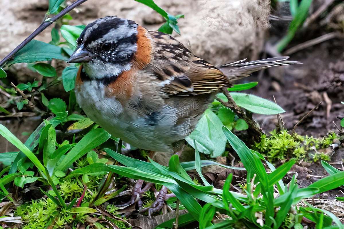 Rufous-collared Sparrow - ML385049761