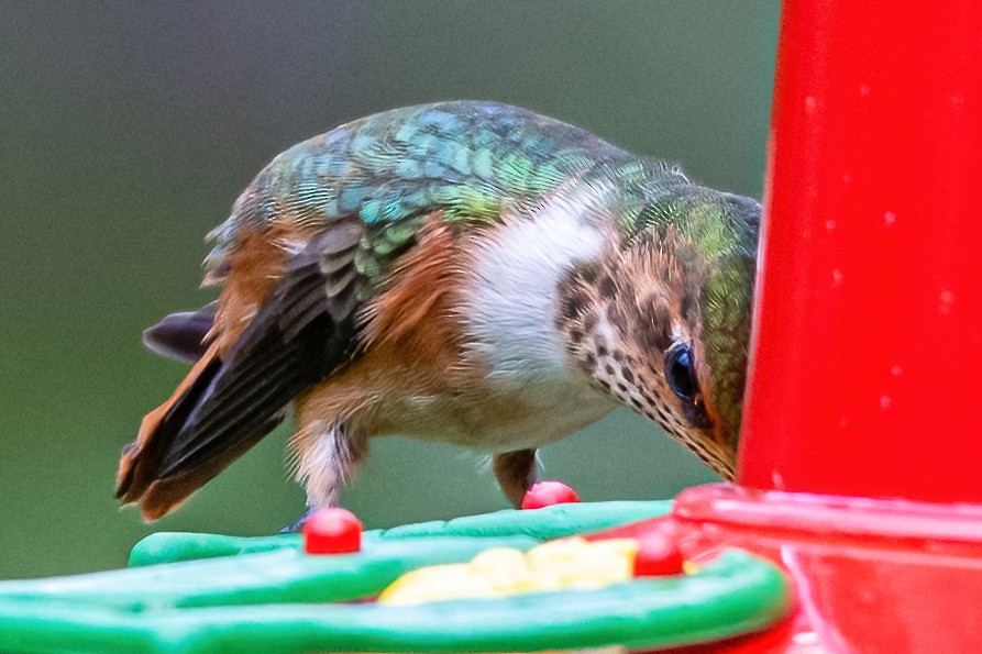 Scintillant Hummingbird - Kurt Gaskill