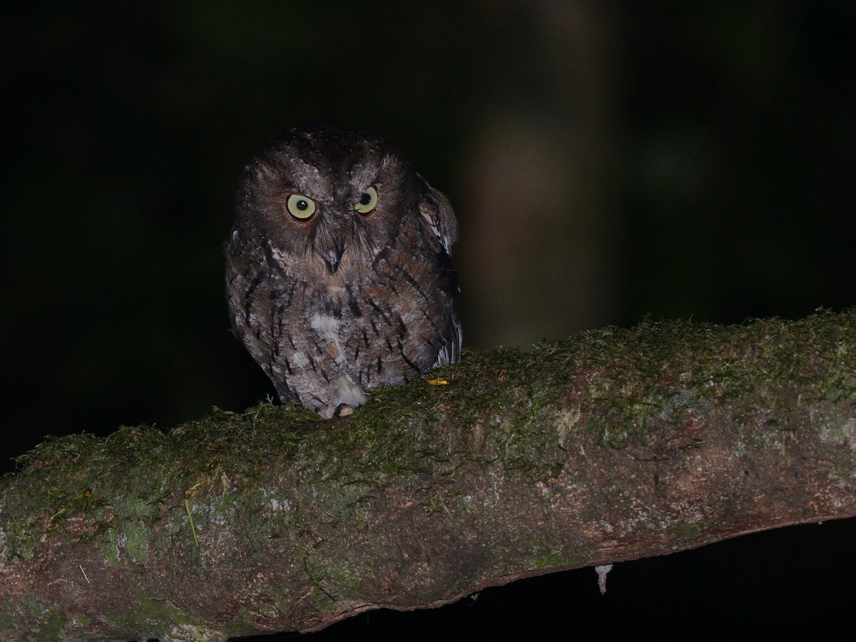 Madagascar Scops-Owl (Torotoroka) - ML38505131