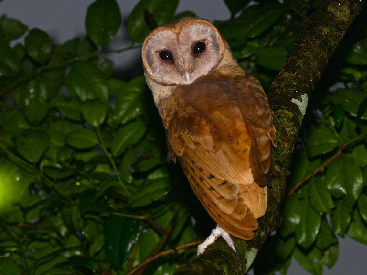 Red Owl - Alan Van Norman