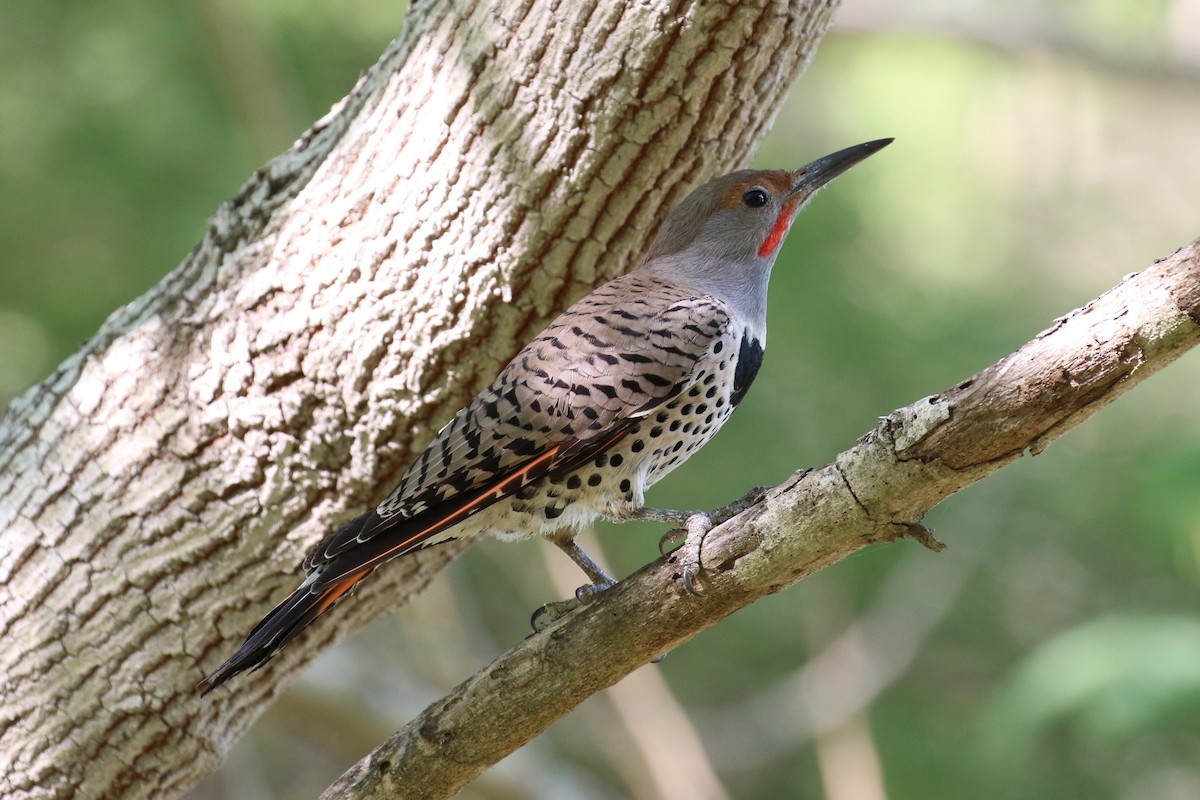 Northern Flicker (Red-shafted) - ML38505751