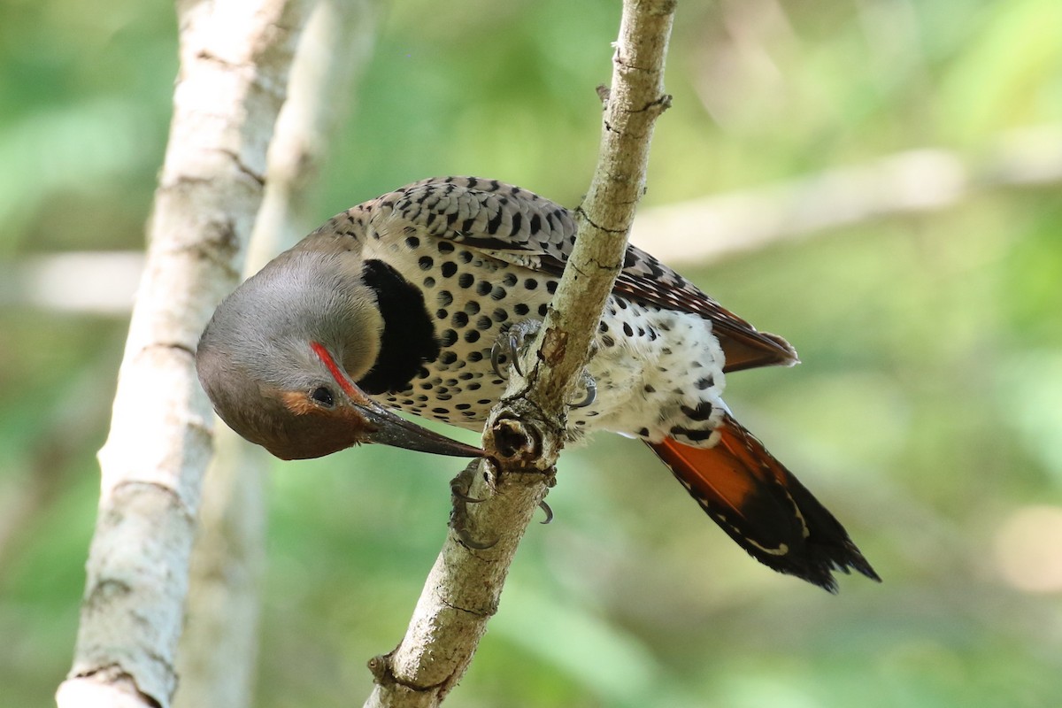 Northern Flicker (Red-shafted) - ML38505761