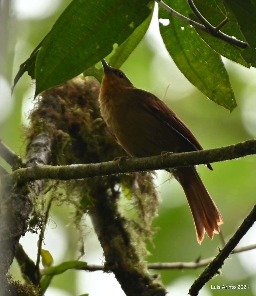 Buff-fronted Foliage-gleaner - Luis Arinto
