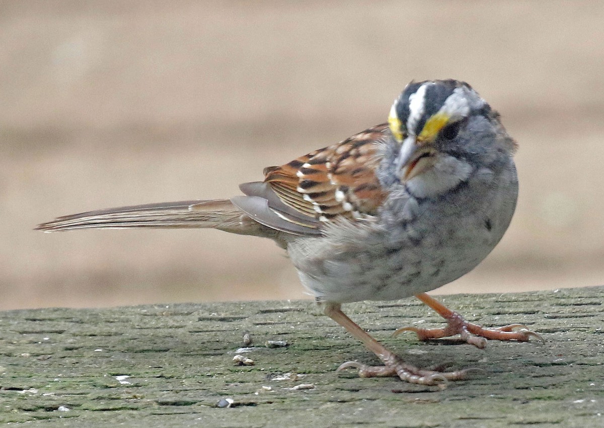 White-throated Sparrow - ML385061741