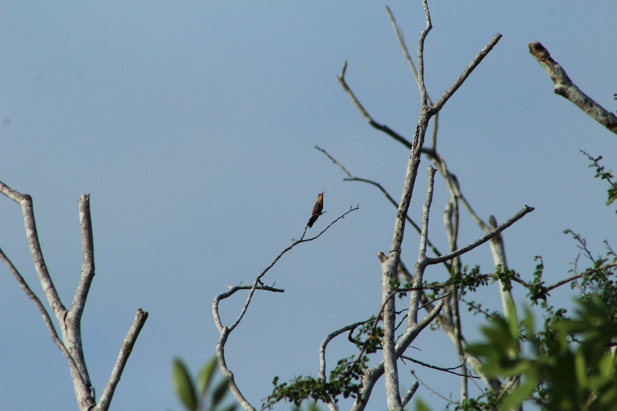 Cinnamon Hummingbird - ML38507141