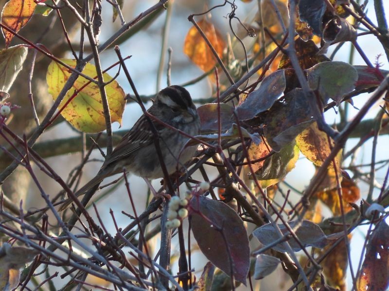 White-throated Sparrow - ML385072751
