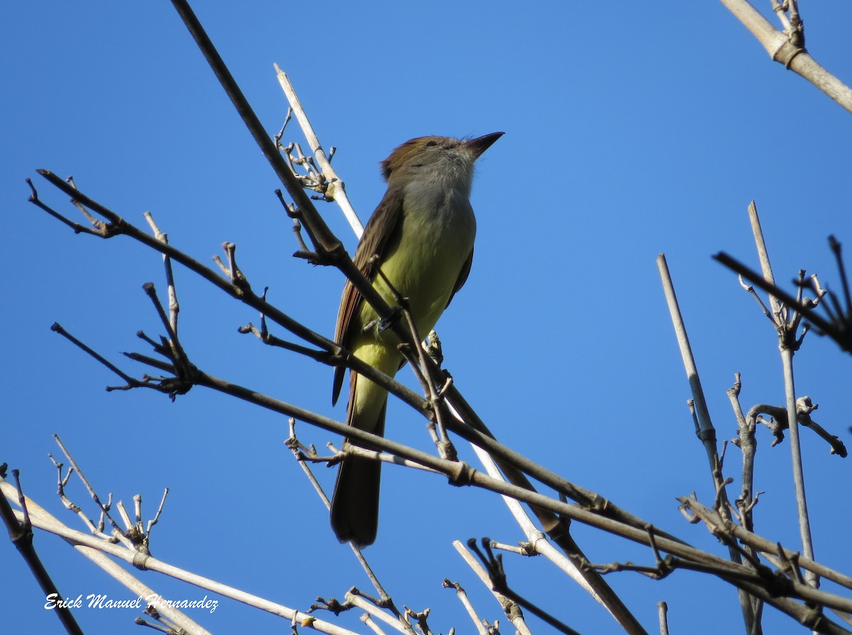 Great Crested Flycatcher - ML38507311