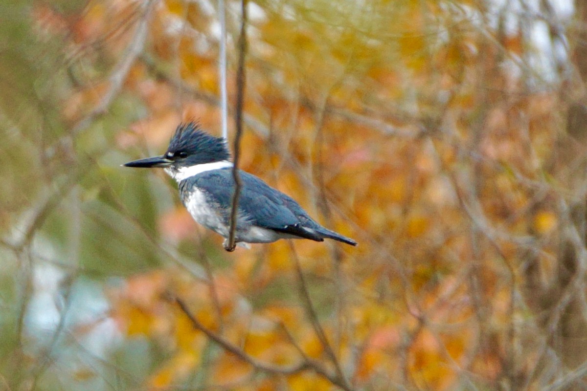 Belted Kingfisher - ML385074671
