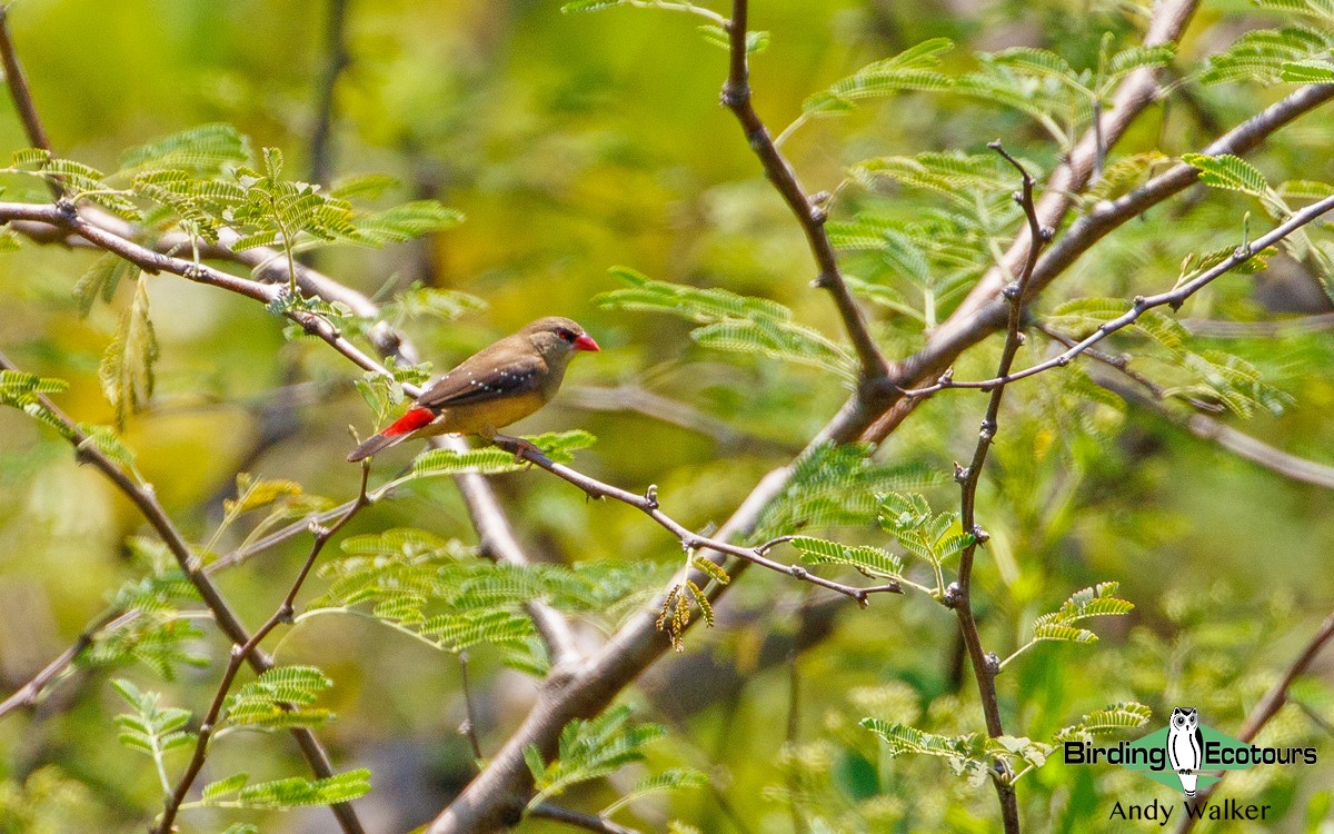 Red Avadavat (Yellow-bellied) - ML385075171