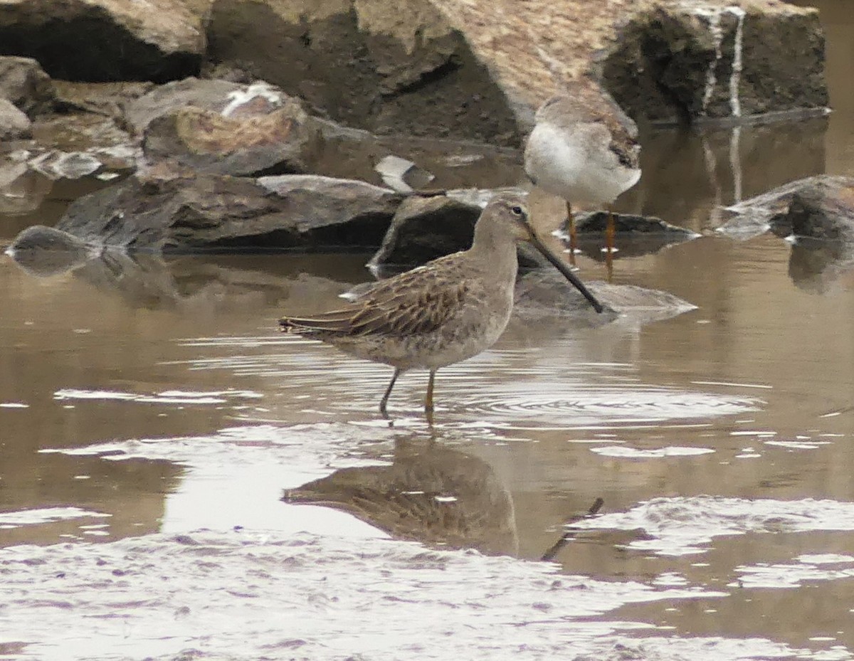 Long-billed Dowitcher - ML385077481
