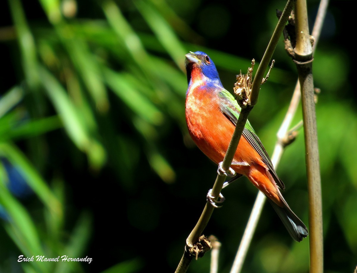 Painted Bunting - ML38507771