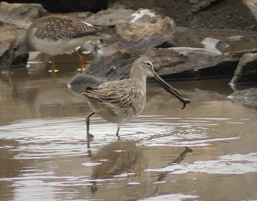 Long-billed Dowitcher - ML385079951