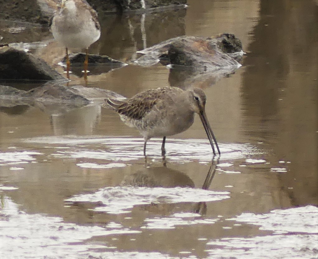 Long-billed Dowitcher - ML385080411
