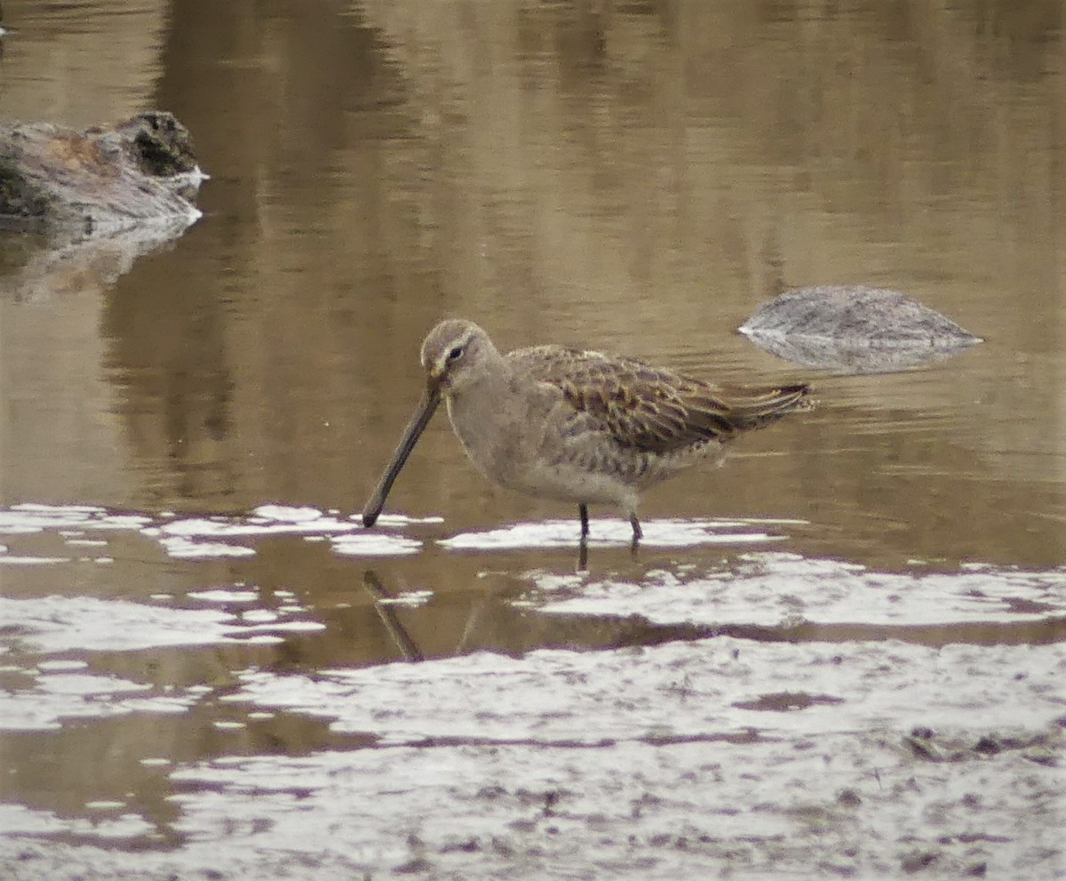 Long-billed Dowitcher - ML385081341