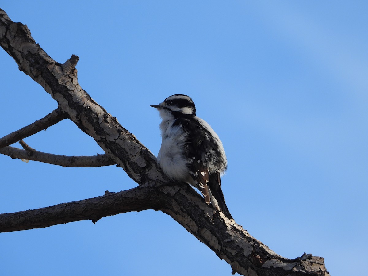 Downy Woodpecker (Rocky Mts.) - ML385084211