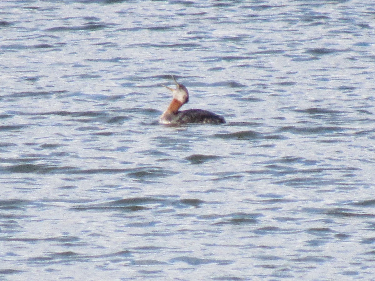 Red-necked Grebe - ML385091551