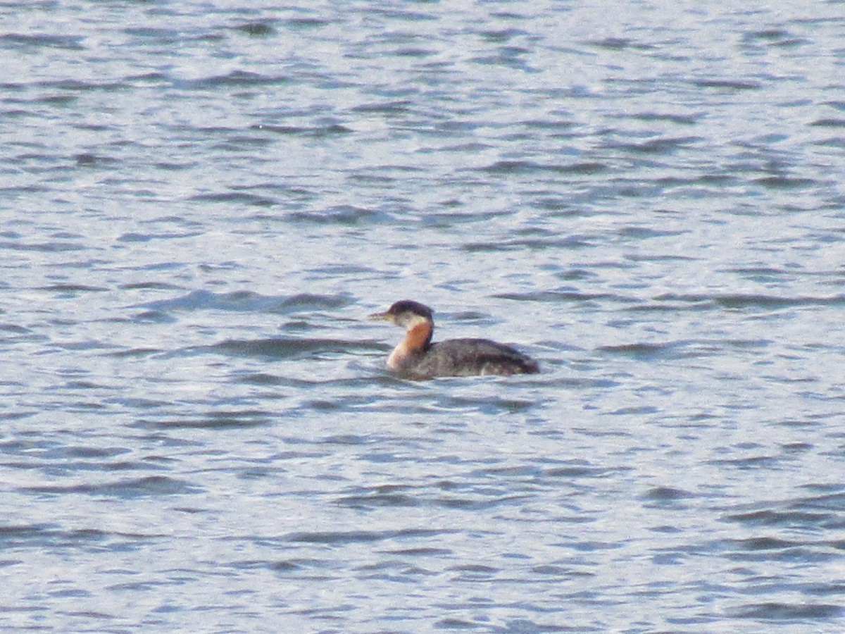 Red-necked Grebe - ML385091661