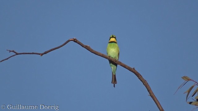 Rainbow Bee-eater - ML385100701