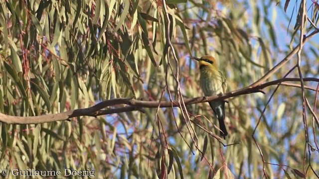 Rainbow Bee-eater - ML385100881