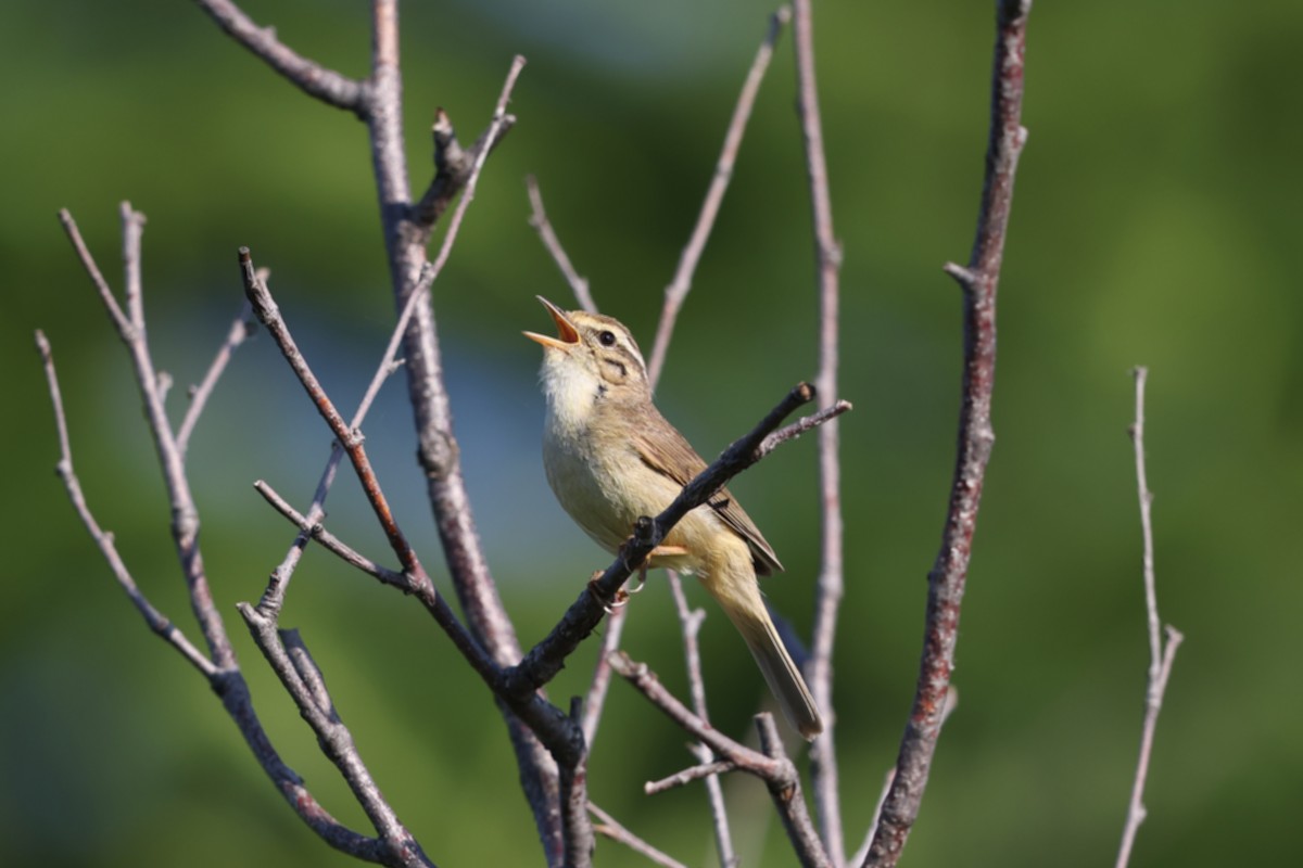 Yellow-streaked Warbler - Hang Ye