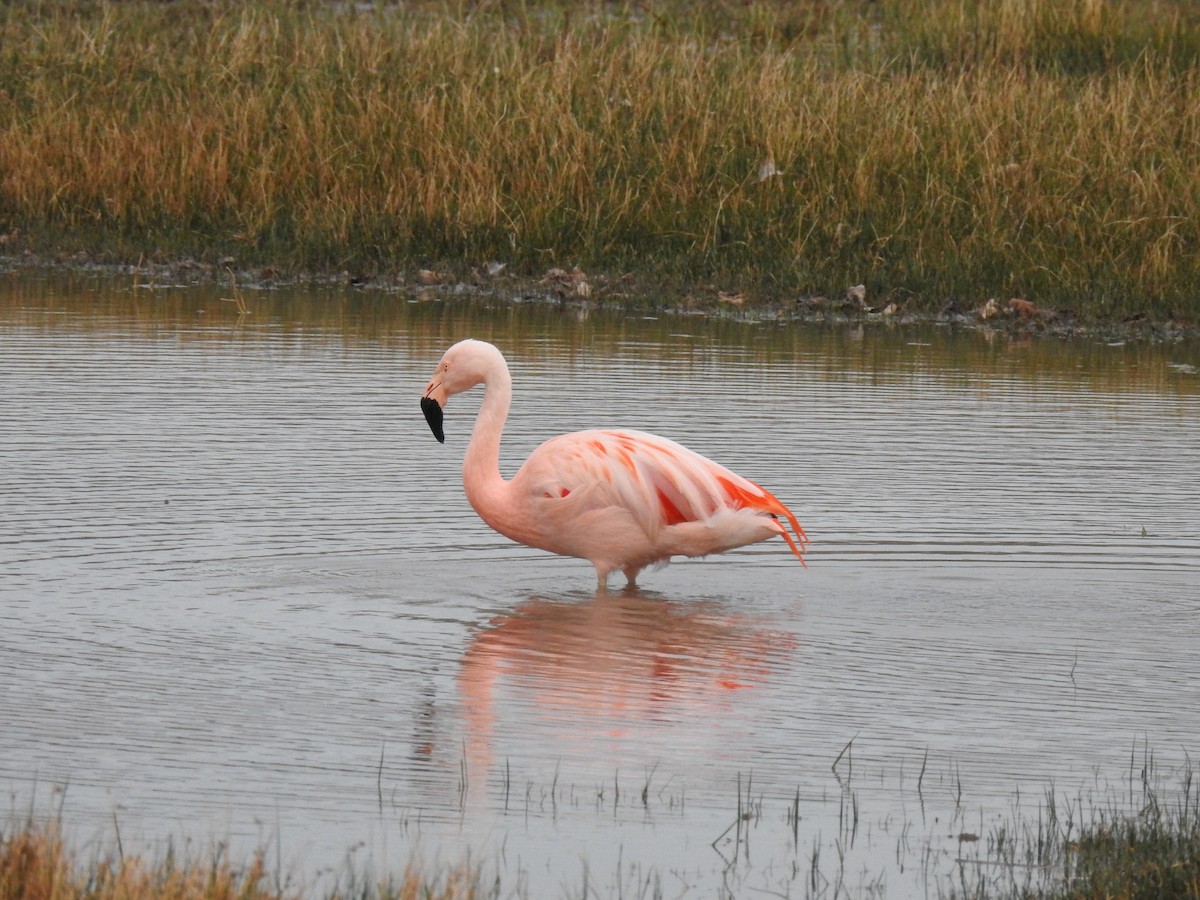 Chilean Flamingo - ML385101461