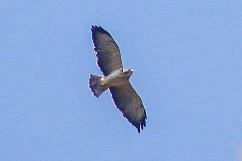 Short-tailed Hawk - Luis Antonio Manjarrez Ayala