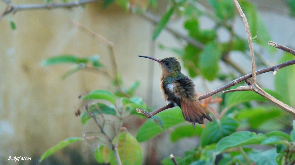 kolibřík ryšavý - ML38510781