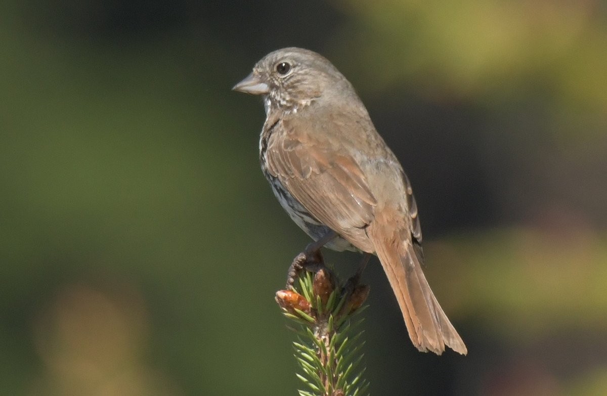 Fox Sparrow (Slate-colored) - ML385107991