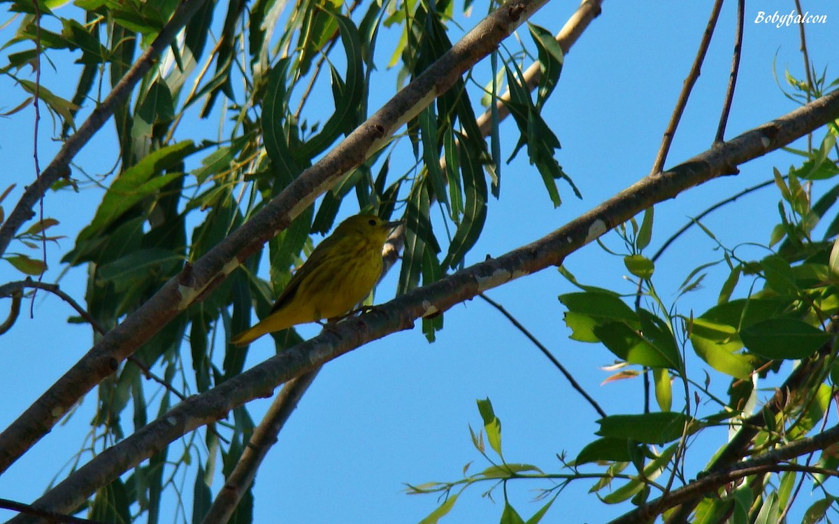 Yellow Warbler - ML38510841