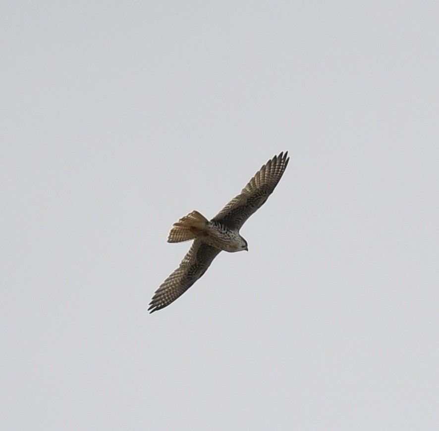 Prairie Falcon - Sevilla Rhoads
