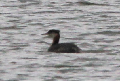 Red-necked Grebe - ML385113971