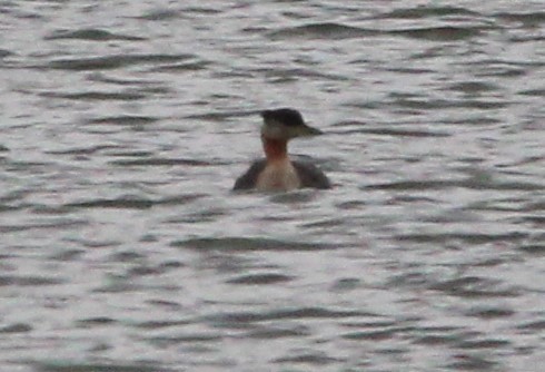 Red-necked Grebe - ML385113981