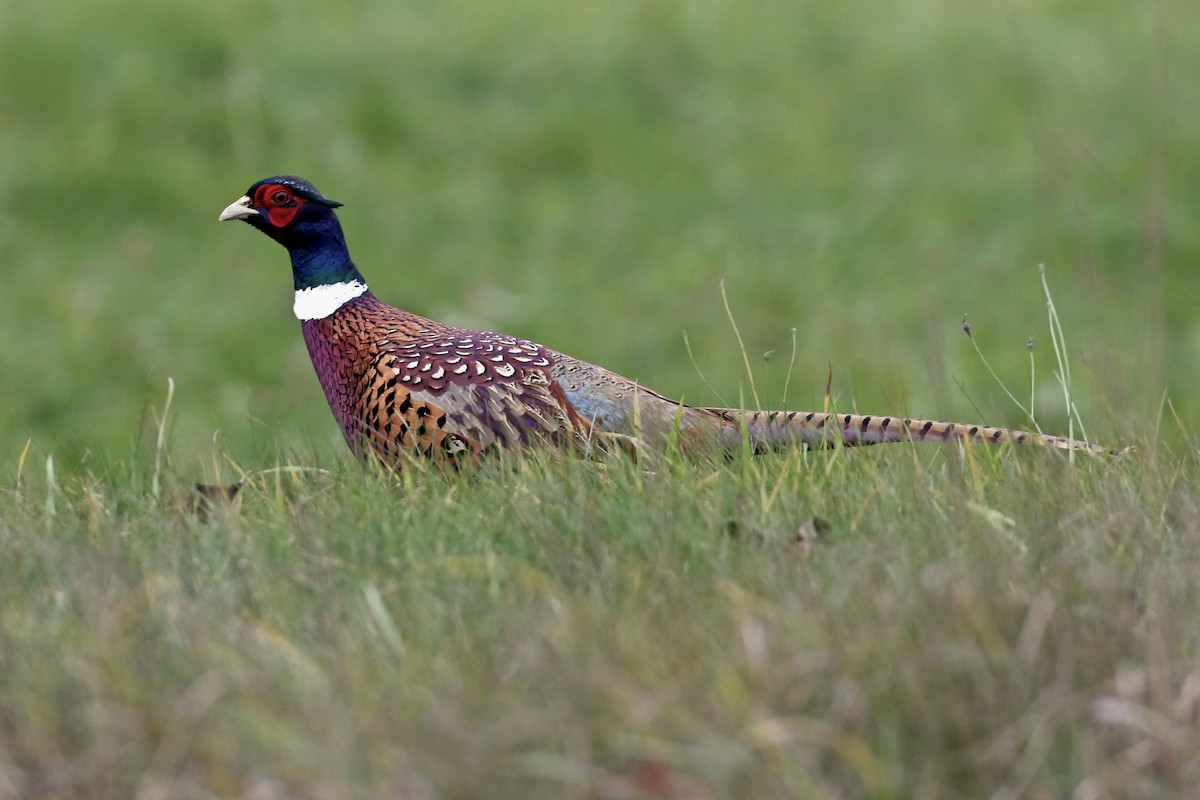 Ring-necked Pheasant - Lori Charron