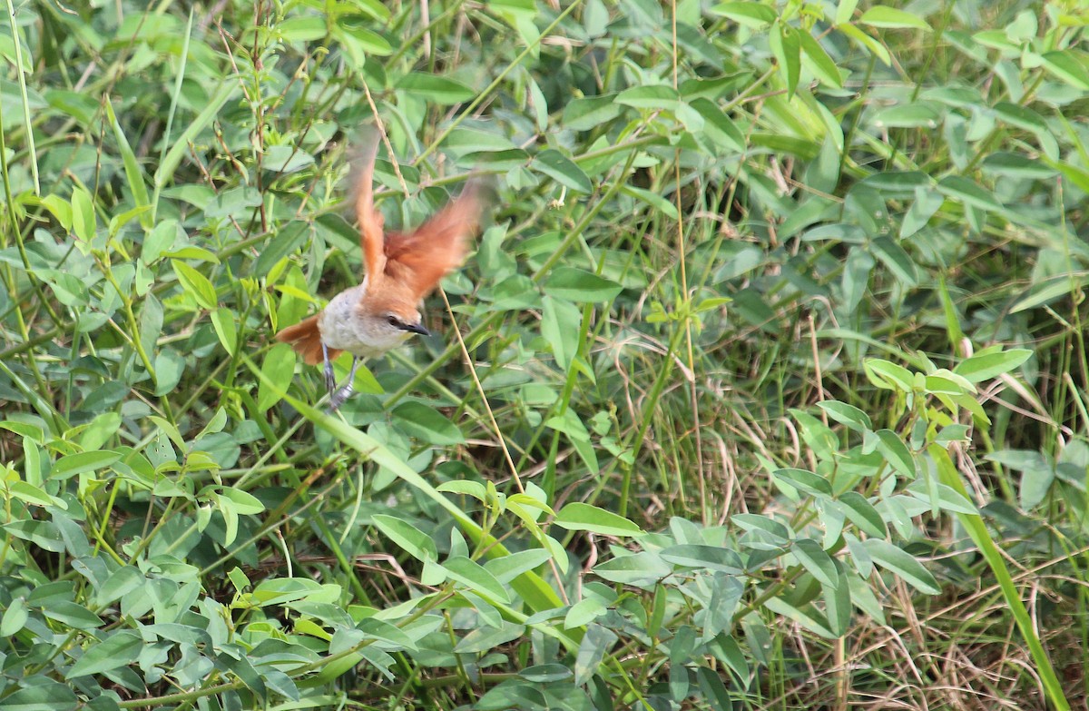 Yellow-chinned Spinetail - ML38511801