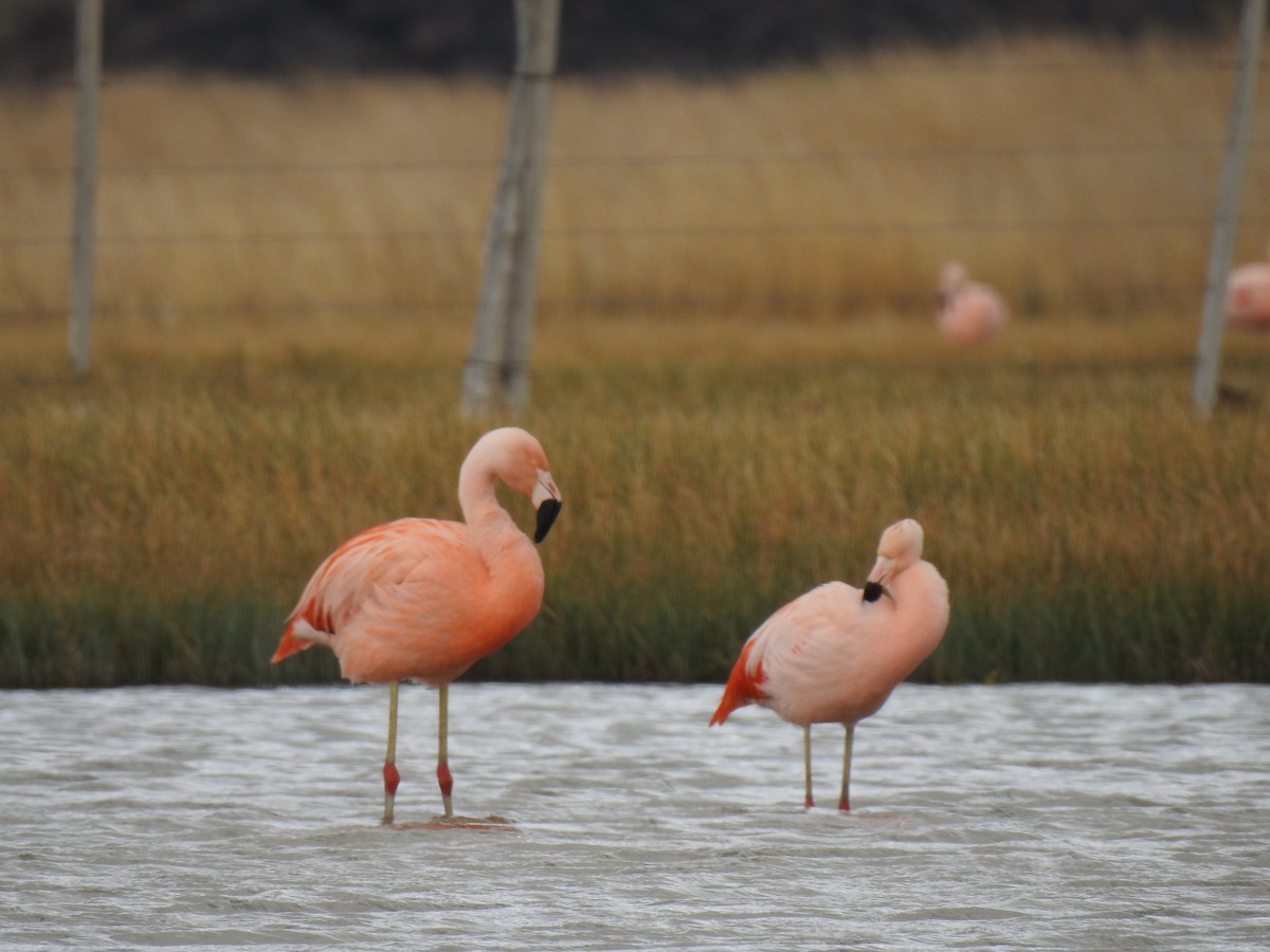 Chilean Flamingo - ML385120831