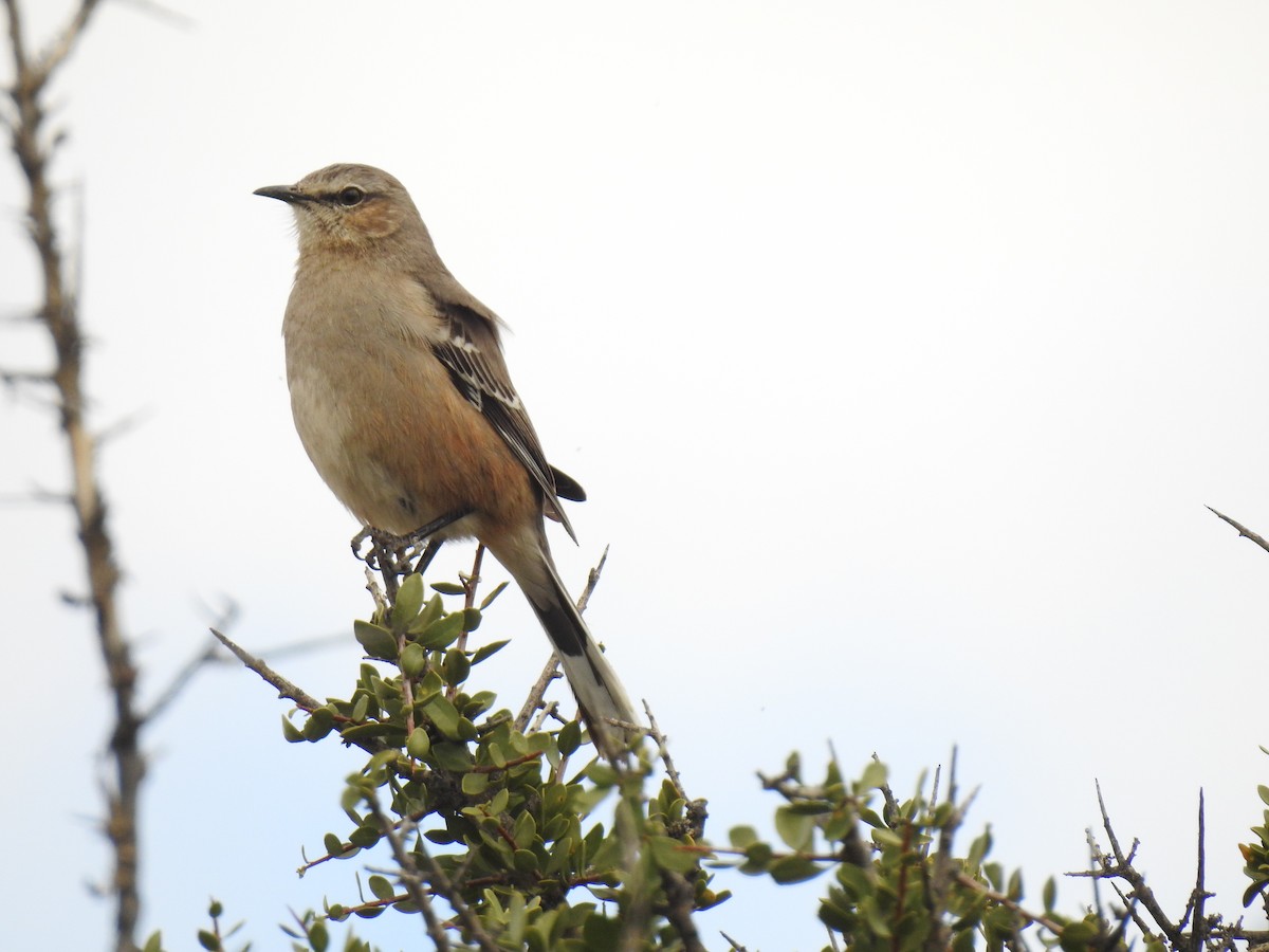 Patagonian Mockingbird - ML385121101