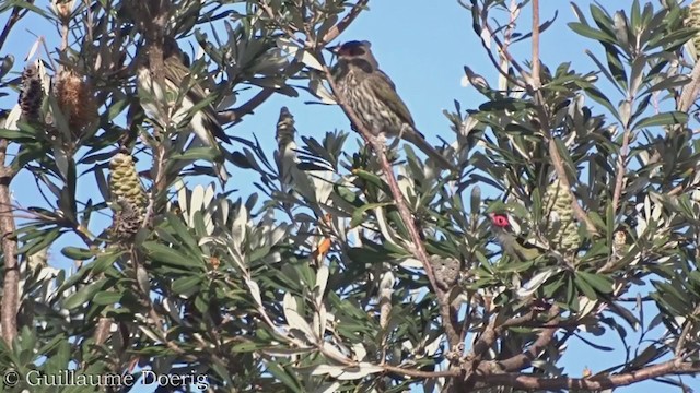 Australasian Figbird - ML385121111