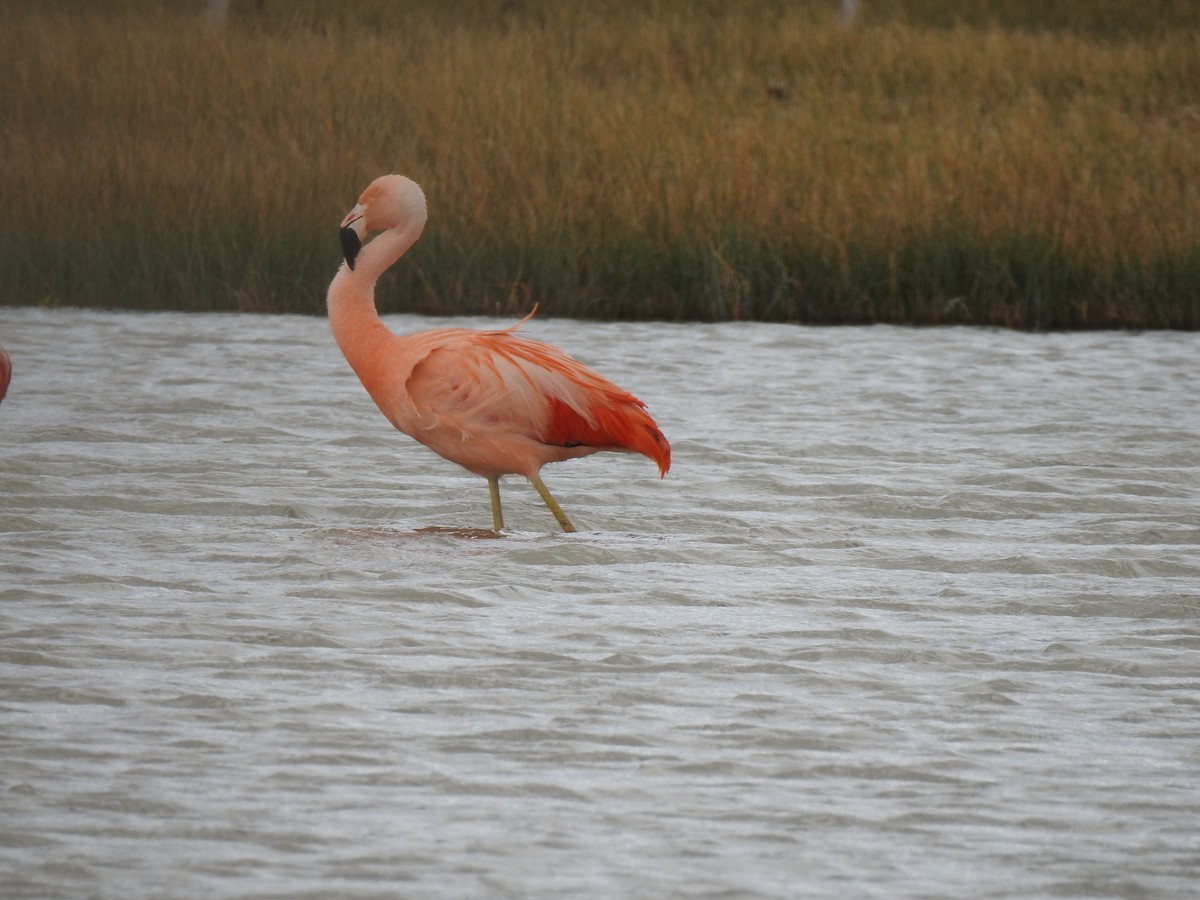 Chilean Flamingo - ML385121501