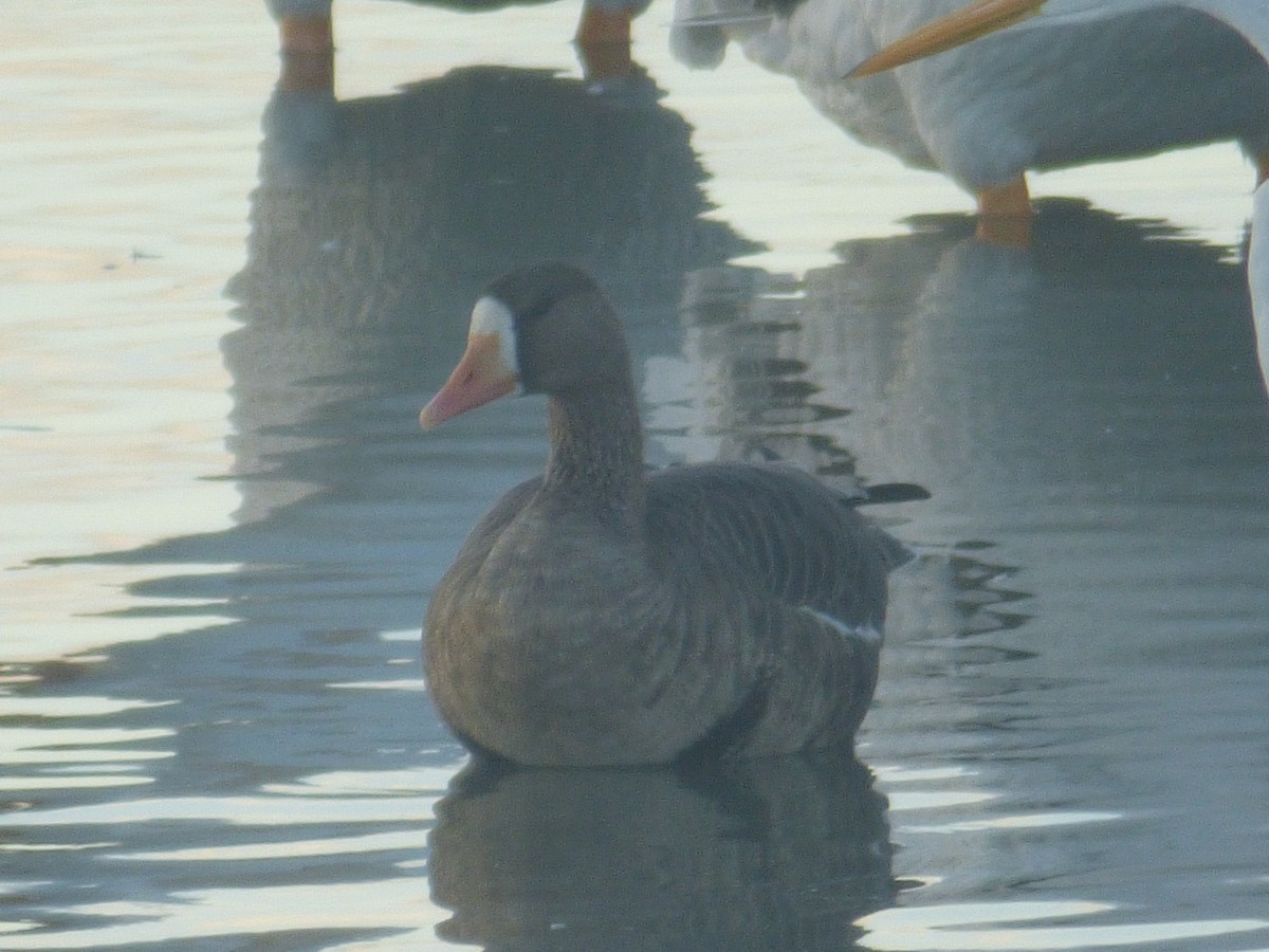 Greater White-fronted Goose - Hank George
