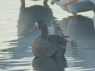 Greater White-fronted Goose, ML385126031