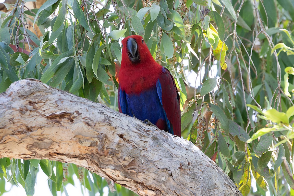 Papua Eklektus Papağanı - ML385127681
