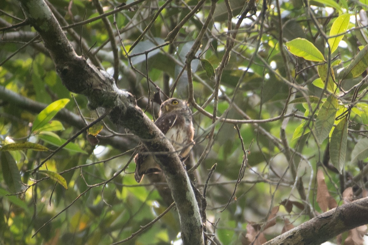 Amazonian Pygmy-Owl - Jeremy Yawney