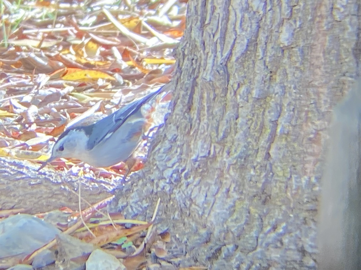 White-breasted Nuthatch - Joseph Atkinson
