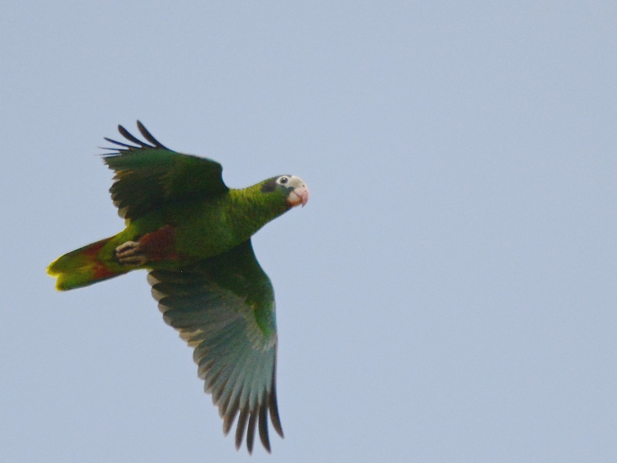 Hispaniolan Parrot - Alan Van Norman